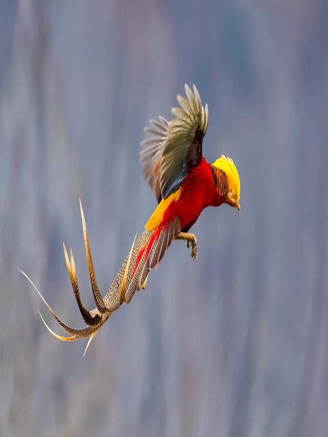 These Are the 10 Most Beautiful Birds on the Planet Earth